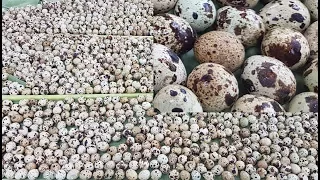 1500 Eggs Hodgepodge Cooking / Charity Food / Food For Kids / Quail Eggs Prepared By Village Women