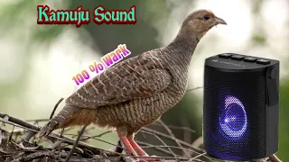 Kamuju Sound // Teetar Sound // 100% Wark // Jodi & Female and Male