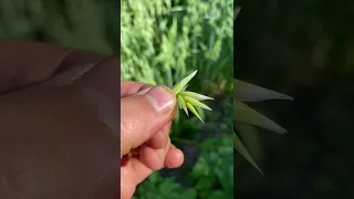 Oat and Wheat Subsistence Garden Update