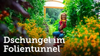 Holzfolientunnel im Juli | Tomaten, Basilikum, Gurken, Melonen, Paprika, Meterbohnen usw. 🥒🍉🍅🌱🍆🌼