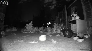 Hedgehog Cam 20240417 22:00