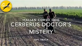 Italian corso dog Cerberus Doctor's Mistery - IGP1 tracking 93 points (without the last article)