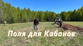 Что любят Кабаны?/Сеяли поля/Кабаны точно придут.