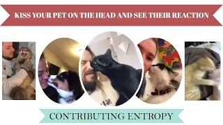 Kiss Your Pet On The Head And See Their Reaction Compilation | TikTok New Trend