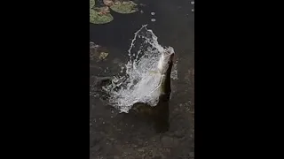 Insane pike attack Oresje lake