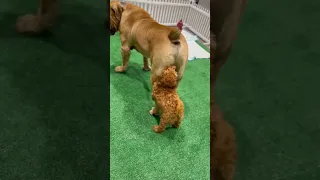 Mini Golden Doodle Puppy  Humps Boerboel Non stop😯😳🤯‼️