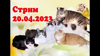 Стрим 20.04.2024