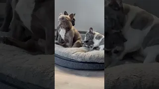 French bulldog mom and dad so over the puppies