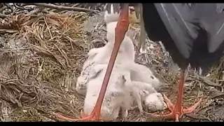 BLACK STORK CRUSHES CHICKS NECK, KILLS IT, MOVES ON TO THE NEXT CHICK