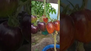 Коллекционные сорта томатов Гаргамель и Паскаль из Пикардии