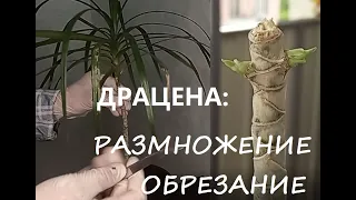 Размножение драцены. Обрезка.