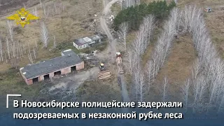 В Новосибирске полицейские задержали подозреваемых в незаконной рубке леса