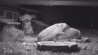 Casanova the  mating Hedgehog