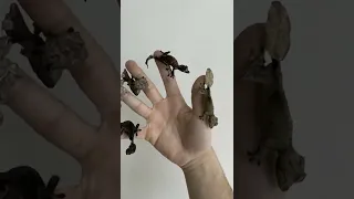 Сатанинский Листохвостый Геккон #shorts #gecko #satanic