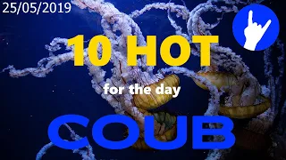 Hot Ten COUB for 25/05/2019