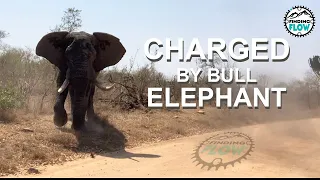 Charged by Bull Elephant at Kruger National Park