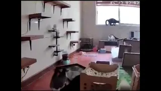 Chaos visualized in mere seconds, demonstrated by a room full of cats and several props