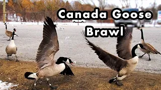 Canada Goose Brawl - Loud Goose Sounds