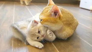 Mother cat's hug is very powerful, She adores her kitten in a truly distinctive way