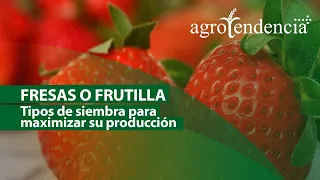 Cultivo de FRESAS | Siembra y manejo agronómico