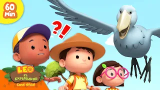 🦚 ¡LAS AVES MÁS GRANDES! 🦉 ¡Cigüeñas, faisanes, emúes y más! 🦃 | Leo, El Explorador | Animación