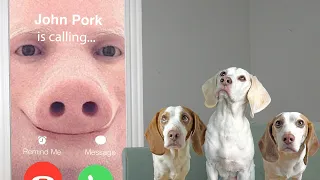 Dogs Figure Out Why John Pork is Calling! Funny Dogs Maymo, Potpie & Indie