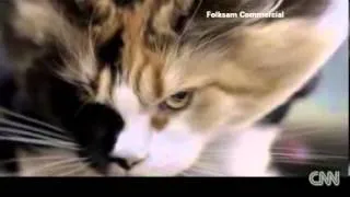 Кошки Прыжки с парашютом! Skydiving cats cause uproar )