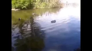 Duck Pond Scene