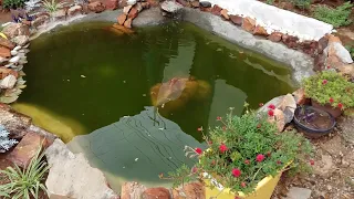 Como acabar com a Água verde no mine lago