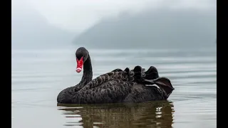 Чёрный лебедь Нассим Талеб Глава V