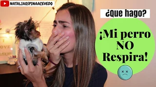 ¿Que hago? Mi perro no respira!! - Tips by Natalia Ospina