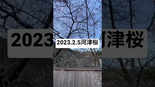 2023.2.5河津桜開花速報　#河津桜 #河津桜まつり #ライブカメラ