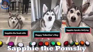 Funny Dog Tik Toks 2023 | Best @sapphie_the_pomsky  TikTok Videos