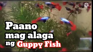 Paano mag alaga ng Guppy Fish