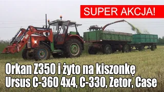 Orkan Z350/3, Ursus C360 4x4, C330, Zetor 8145, Case 1255 - żyto na kiszonkę - SUPER AKCJA!