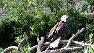 Bald Eagle 😎 ~ Canon EOS REBEL T7i