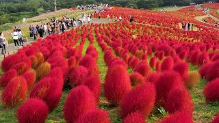 【4K Autumn colors】 Kochias Dyed in the Evening Glow and Winter-Adorned Garden Mums. #ひたち海浜公園 #コキア
