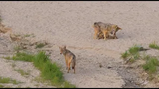 Coyote mating behavior