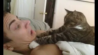 🐈 Коты - тираны! 🐕 Смешное видео с кошками, котятами и собаками! 🐱