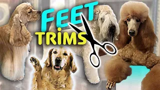 The 5 different DOG TRIM FOOT STYLES
