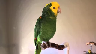 Chloe' ~Talking & Singing Double Yellow-head Amazon Parrot