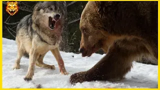 10 Most Amazing Bear Attacks Caught On Camera