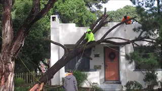 Removing the front branch, 5-Feb-24