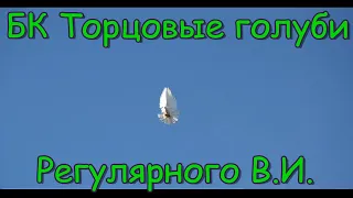 БК торцовые голуби Регулярного Василия Ильича