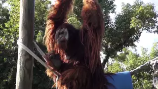 Orangutan acrobatics at Audubon Zoo