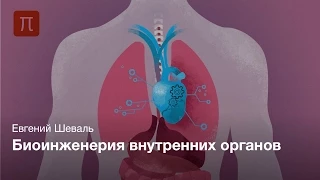 Пресс-лекция | Биоинженерия внутренних органов