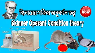 Skinner Operant Conditioning theory | স্কিনার সক্রিয় অনুবর্তন তত্ত্ব | study 4 education |