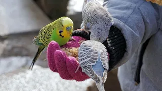 3 Hr Happy Parakeets Sing Playing This, Cute Budgies Chirping. Reduce Stress of lonely Birds Videos