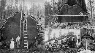 There is something weird here. Giant Trees cut 1890-1935. Why?