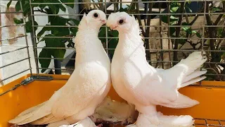 Узбекские двухчубые Голуби" Кептерлер" Pigeons" 🕊🕊🕊